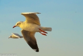 IIP Online Student Photography